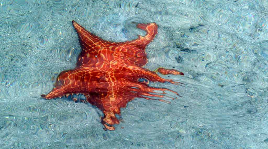 Unterwasserwelt Bocas del Toro